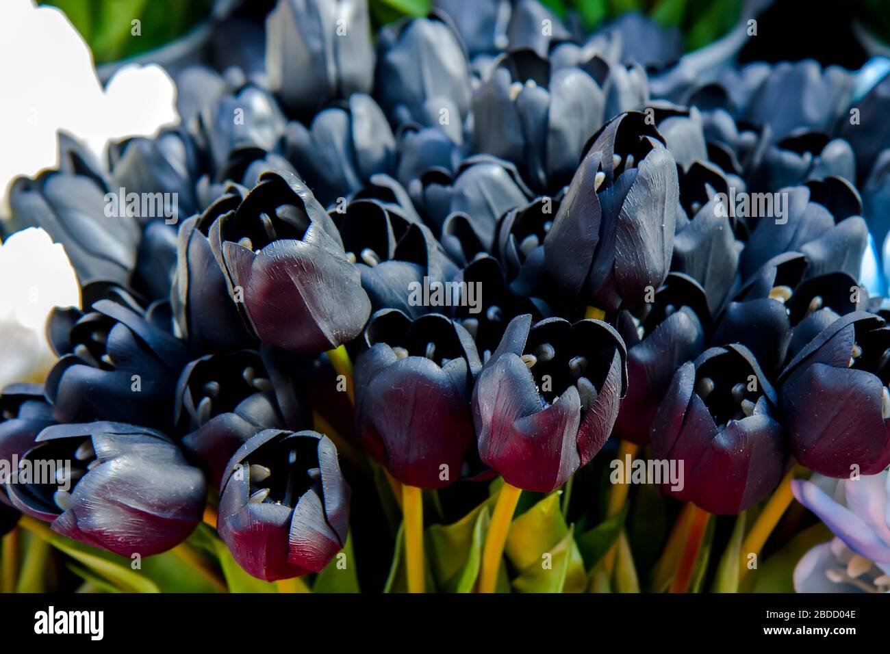 Flores de tulipanes negros en el mercado de Amsterdam Fotografía de stock -  Alamy