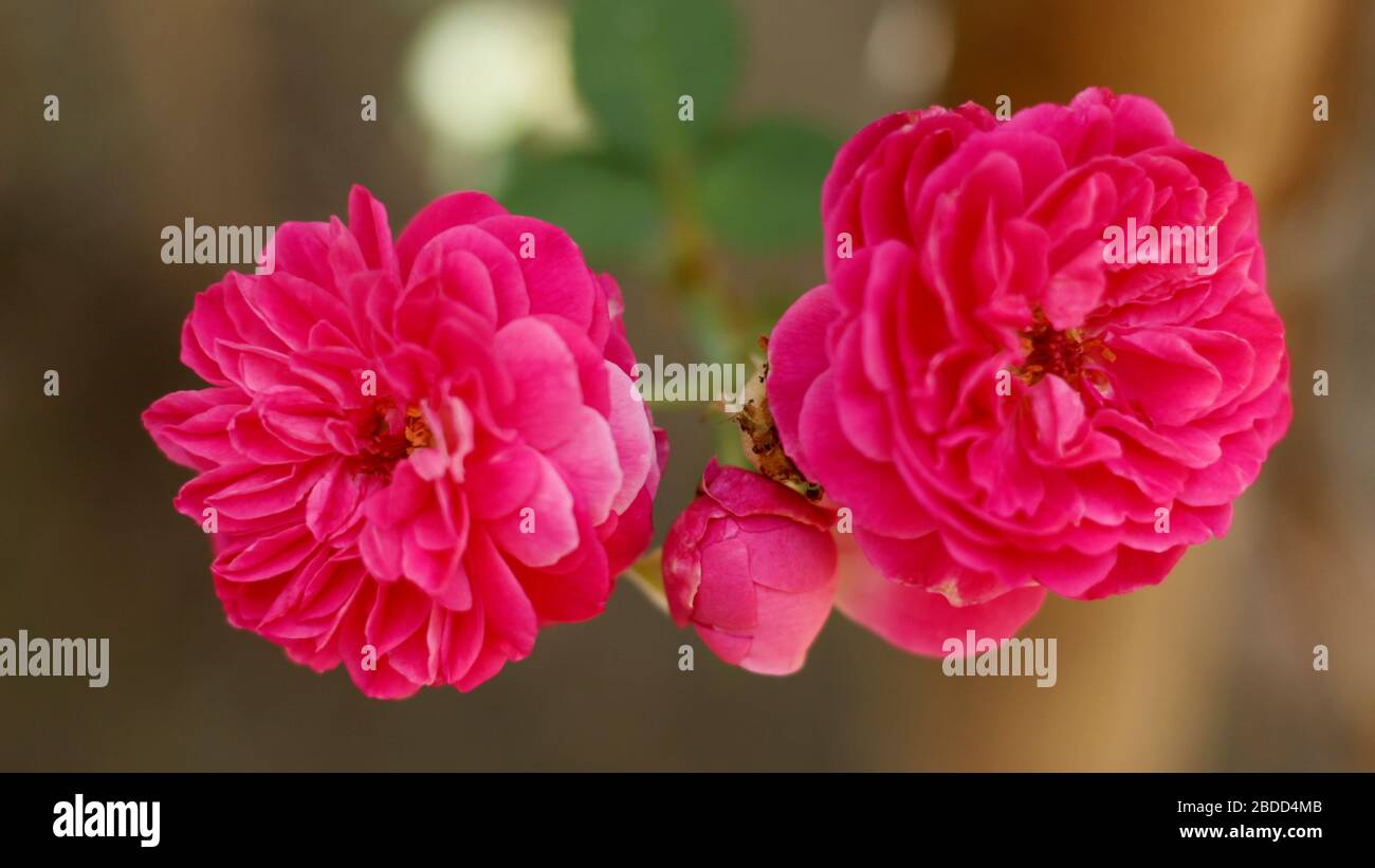 Flores de Rosa de Alta calidad en el Jardín de Casa de Pueblo Foto de stock