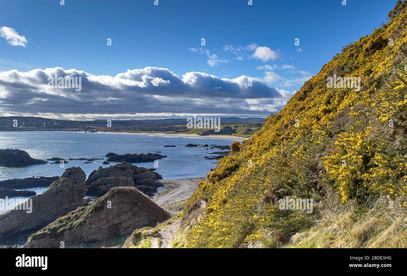 CULLEN BAY Y PLAYA MORAY ESCOCIA LA BAHÍA DE ACANTILADO EN LA CIMA DEL SENDERO Y BANCO DE AMARILLO GORSE FLORES ULEX EUROPAEUS Foto de stock