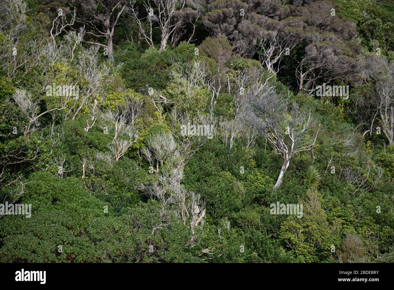 Árboles y follaje en la ladera, Queen Charlotte Sound, Marlborough, South Island, Nueva Zelanda Foto de stock