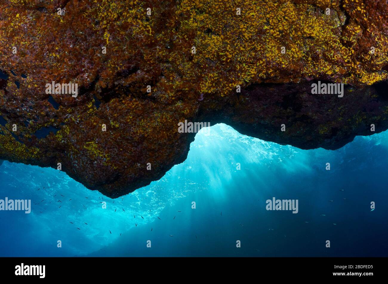 Techo de una cueva submarina cubierta de esponjas y cnidaria con rayos de sol y peces en la espalda (la Palma, Islas Canarias, Mar Atlántico, España) Foto de stock