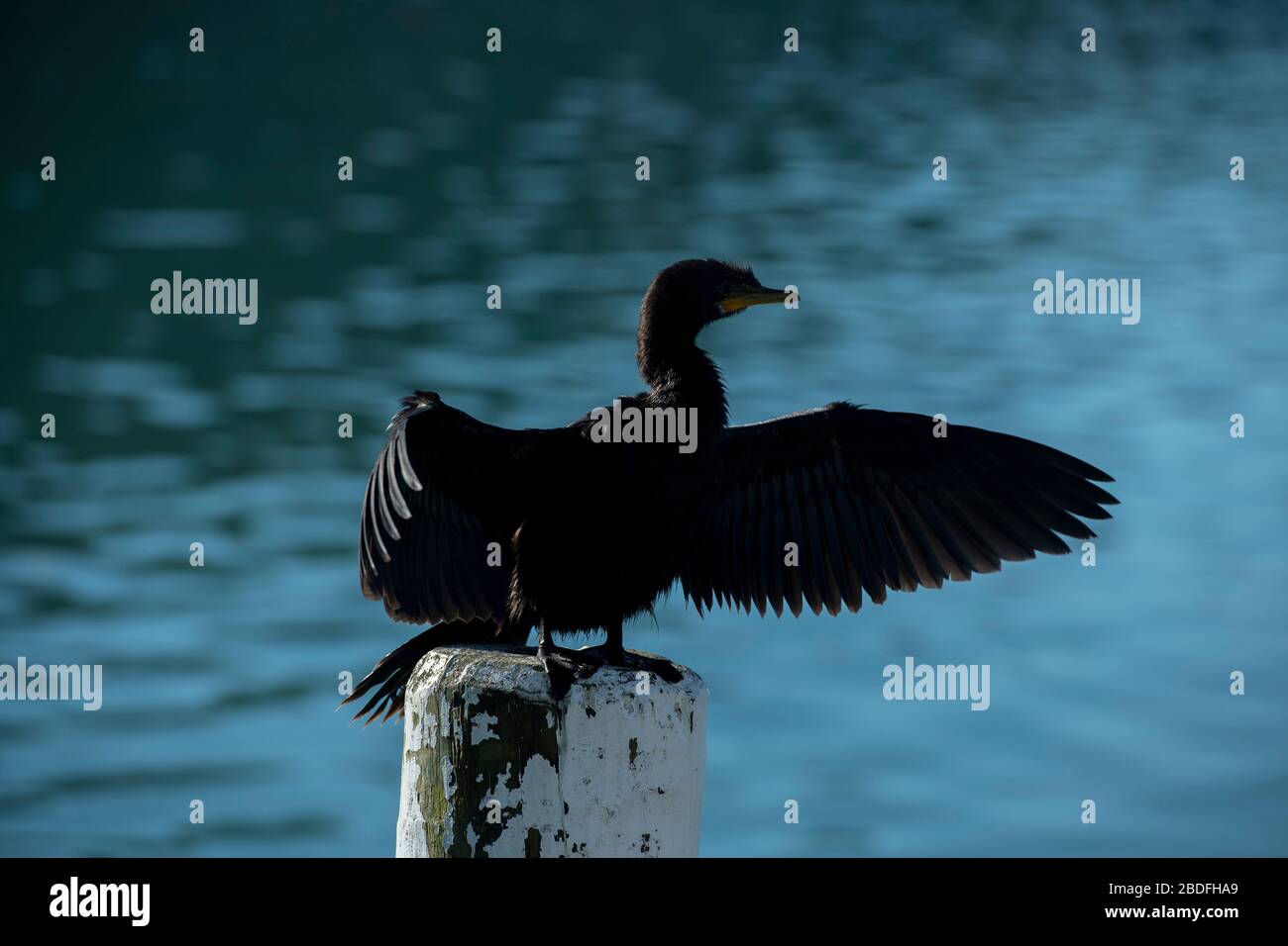 Black Shag, Phalacrocorax carbo, alas de secado, Anakiwa, Queen Charlotte Sound, Marlborough, Isla del Sur, Nueva Zelanda Foto de stock