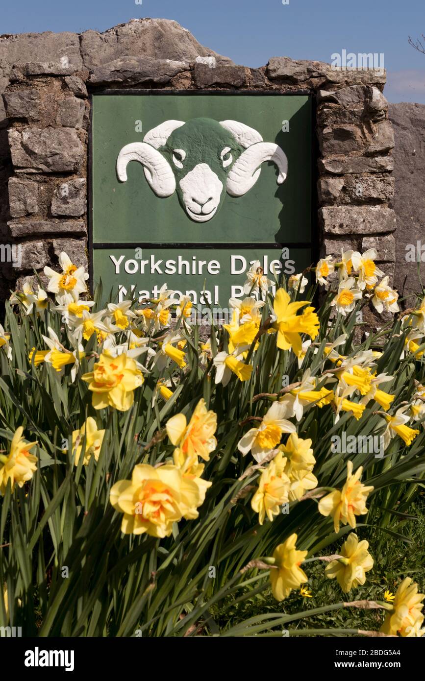 Yorkshire, Reino Unido. 08 de abril de 2020. Narcisos de primavera en el Parque Nacional de Yorkshire Dales, Austwick, Yorkshire del Norte. La oveja de raza Swaledale es el logotipo del Parque Nacional. Crédito: John Bentley/Alamy Live News Foto de stock