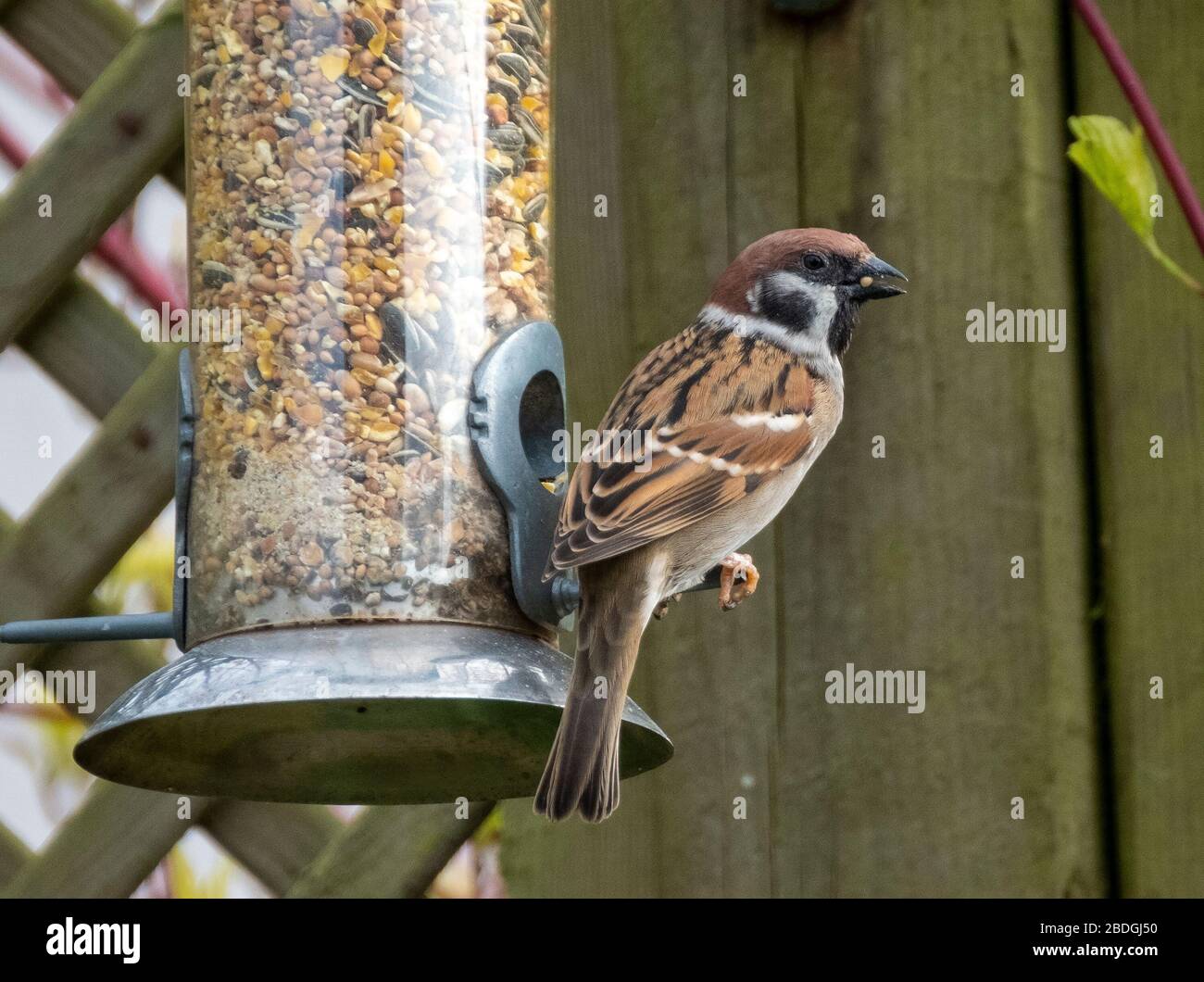 Adulto macho árbol Sparrow (Passer montanus) en un jardín de aves alimentador, Escocia, Reino Unido Foto de stock