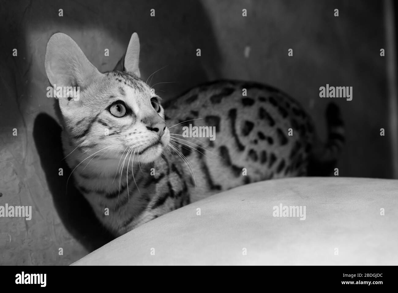 Gato de Savannah atrapado en los faros Foto de stock