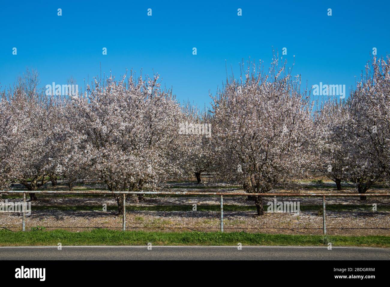 Almendros florecen en el huerto Foto de stock