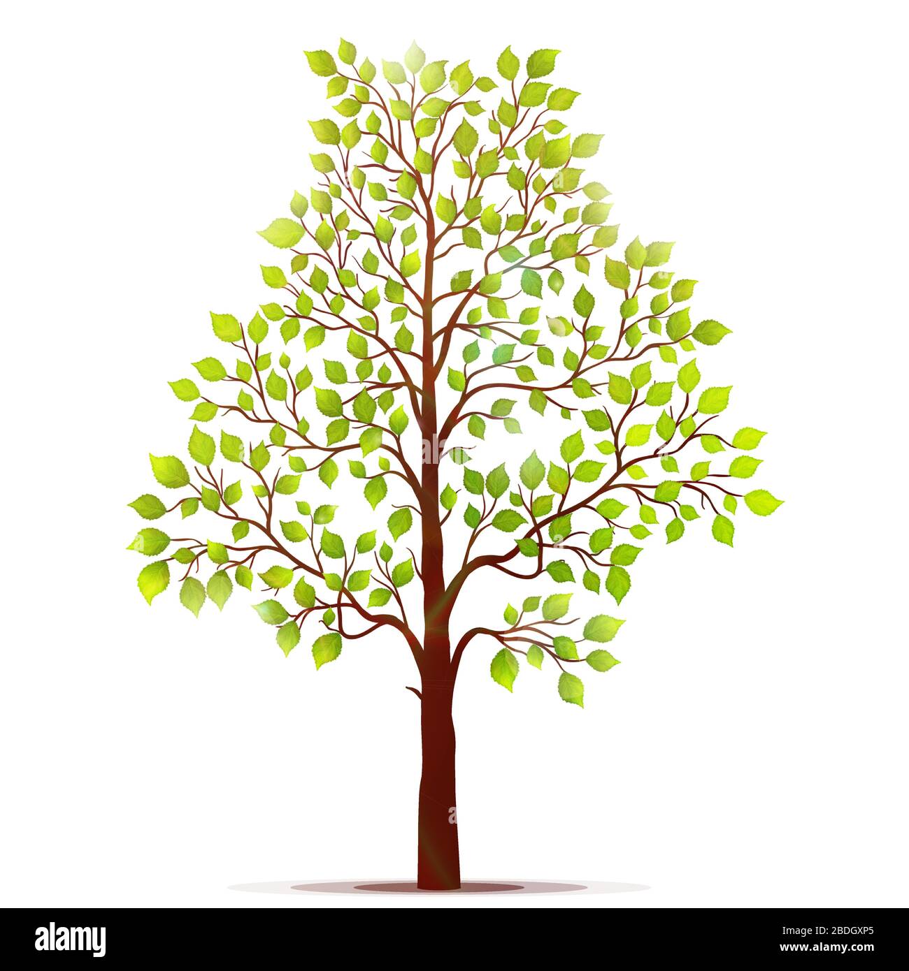 Árbol con hojas verdes sobre fondo blanco vector Ilustración del Vector