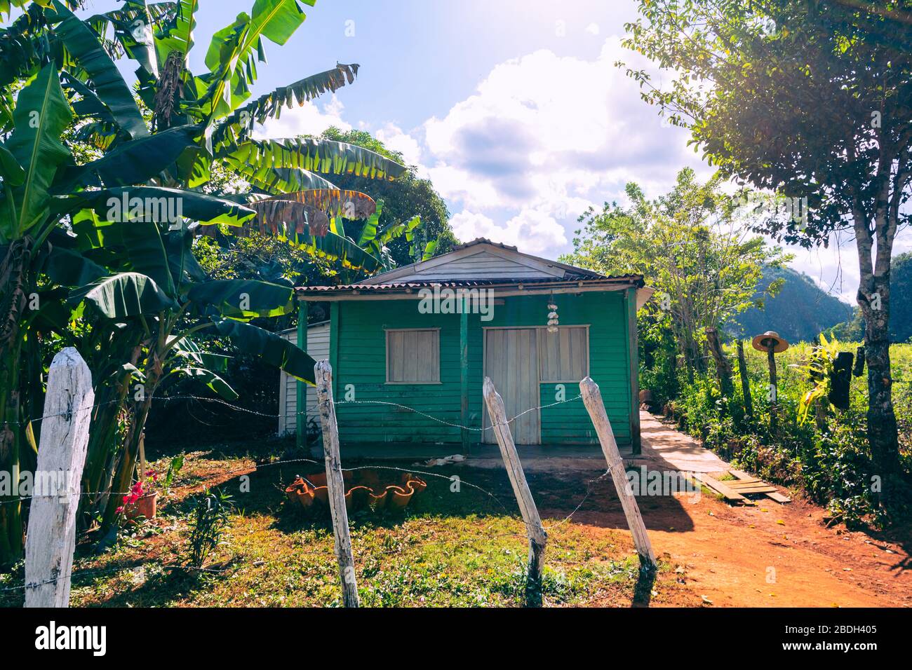 Plantación de tabaco con choza y palmeras en el fondo. El Valle de Vinales, popular destino turístico. Pinar del Río, Cuba. Foto de stock