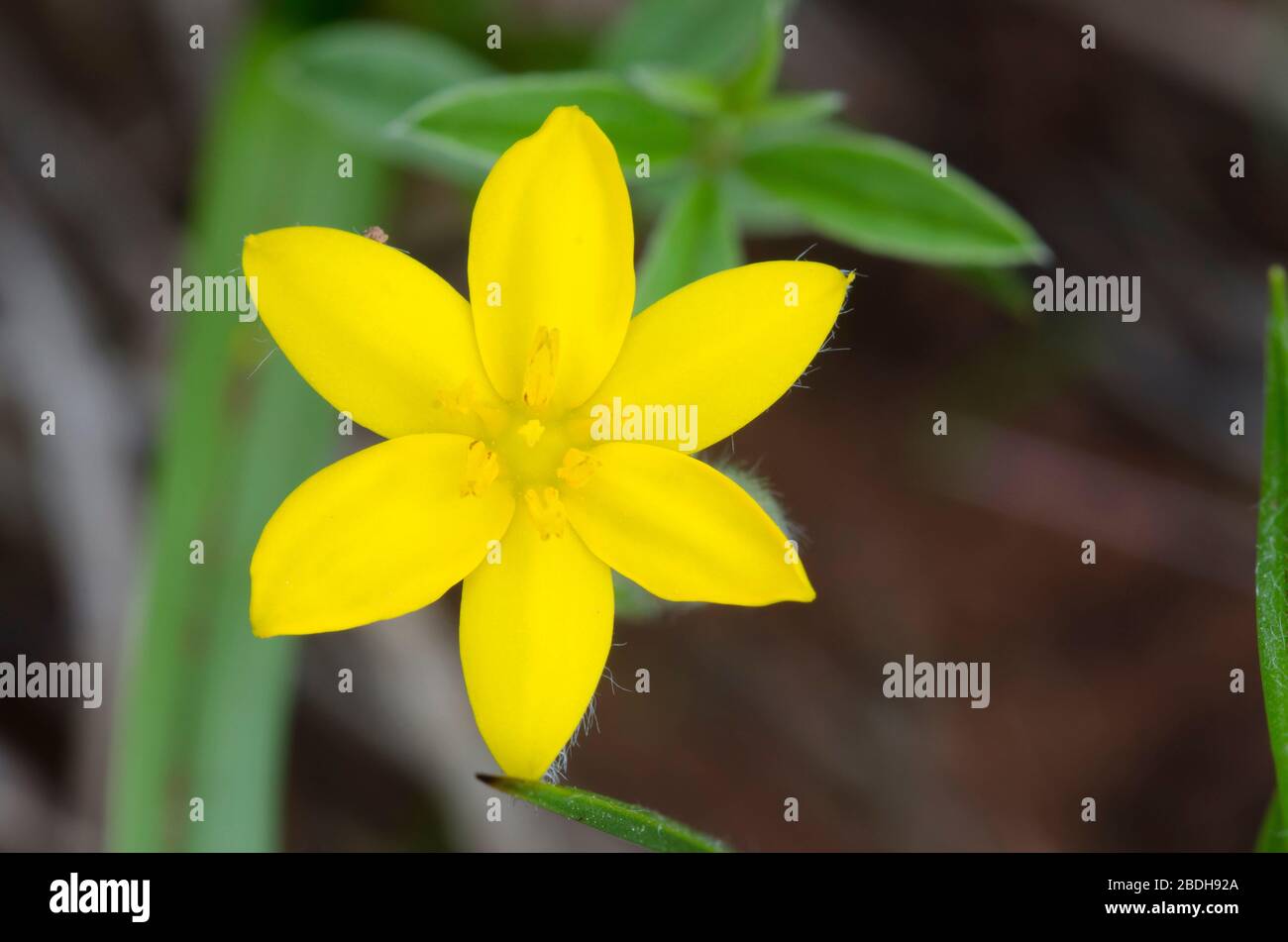 Estrella amarilla hierba, Hypoxis hirsuta Foto de stock