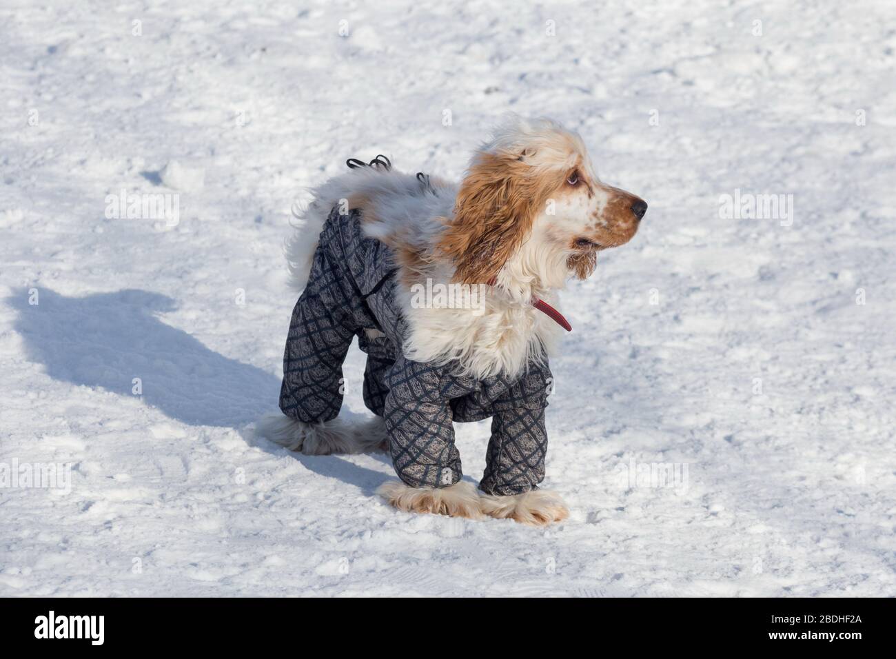 inglés cocker spaniel en ropa de mascotas hermosa está de pie el parque de invierno. Animales de compañía. purreado Fotografía de stock - Alamy