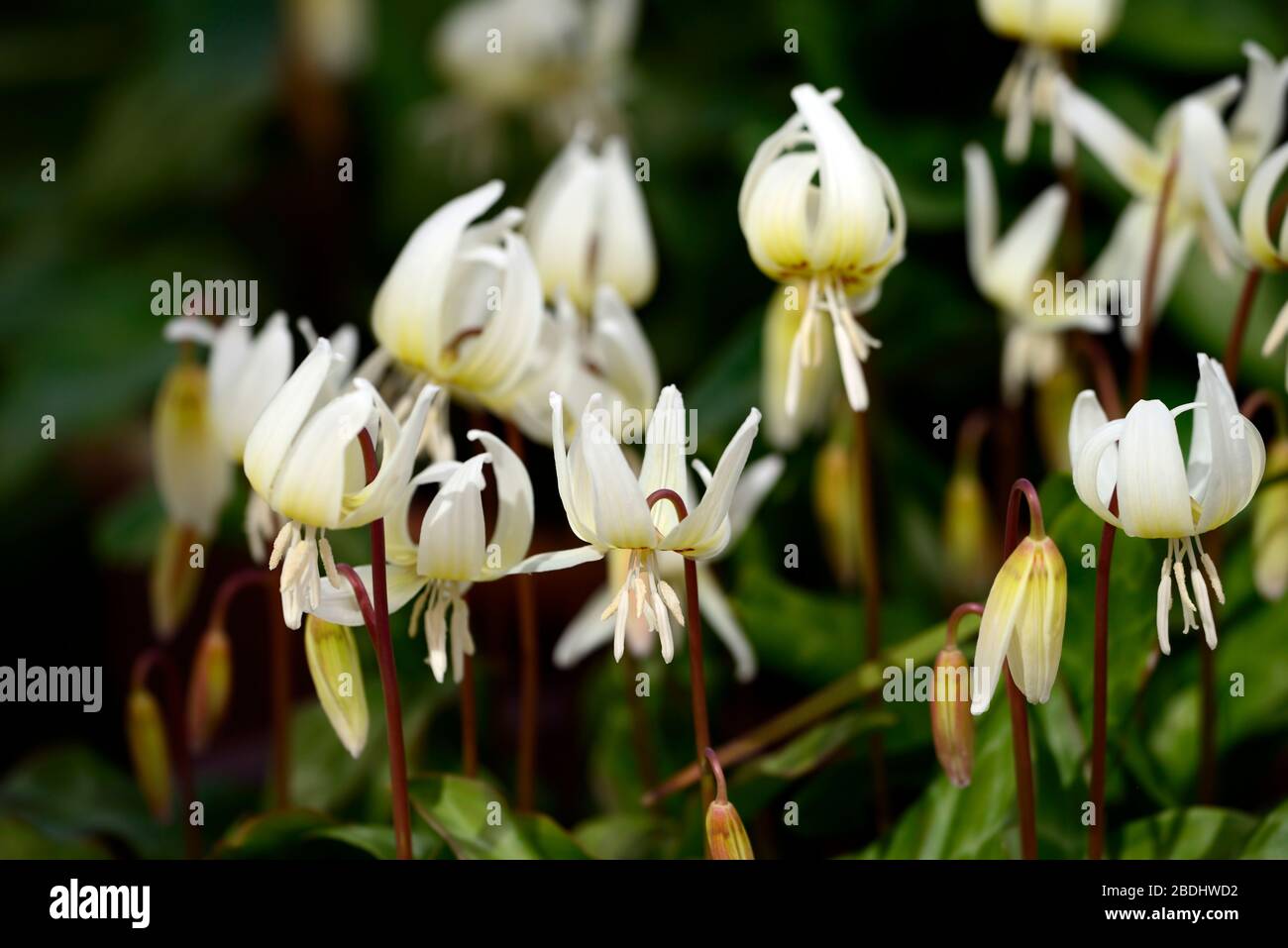 Erythronium californium belleza blanca,flores blancas,jardín de bosque,sombra,sombra,madera,diente de perro violeta,primavera,flores,flor,floración,RM Flor Foto de stock