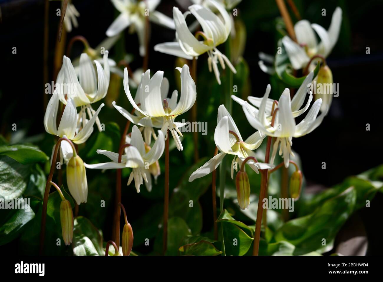 Erythronium californium belleza blanca,flores blancas,jardín de bosque,sombra,sombra,madera,diente de perro violeta,primavera,flores,flor,floración,RM Flor Foto de stock