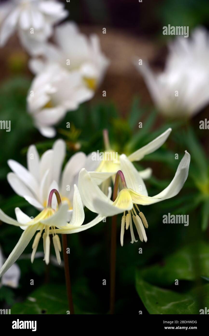 Erythronium californium belleza blanca,flores blancas,jardín de bosque,sombra,sombra,madera,diente de perro violeta,primavera,flores,flor,floración,RM Flor Foto de stock