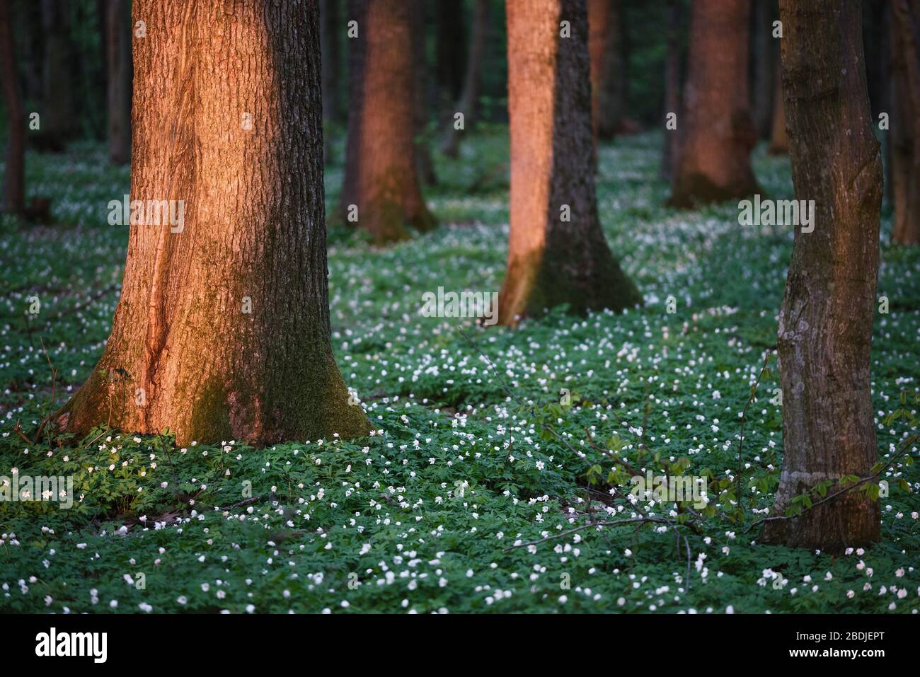 Bosque de primavera con flores blancas. Paisaje de cuento de hadas con árboles grandes Foto de stock