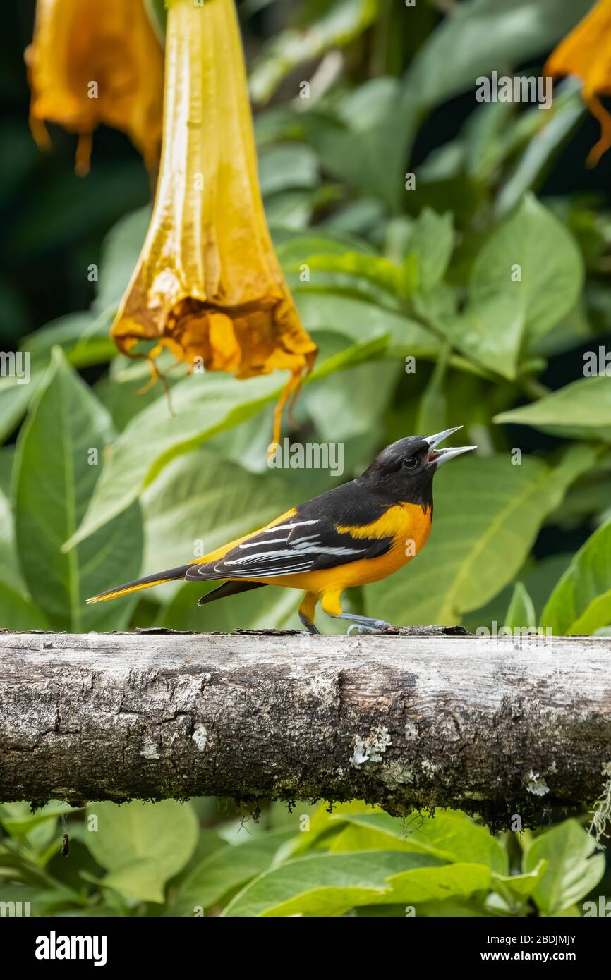 Un adulto macho Baltimore Oriole (Icterus galbula) encaramado en una rama en el bosque nuboso de Costa Rica cerca de San Gerardo de Dota. Foto de stock