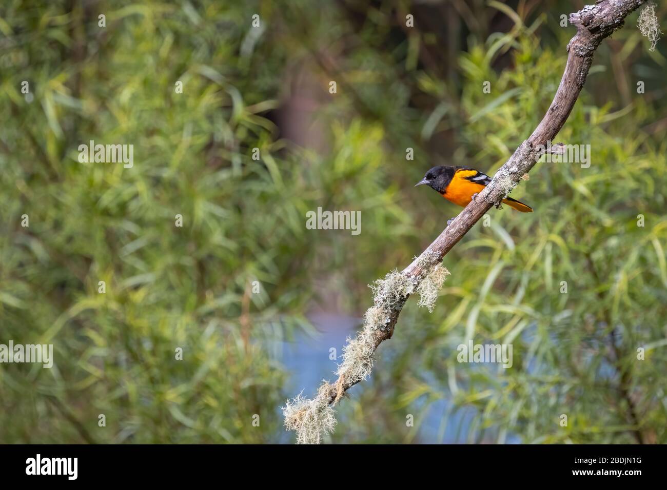 Un adulto macho Baltimore Oriole (Icterus galbula) encaramado en una rama en el bosque nuboso de Costa Rica cerca de San Gerardo de Dota. Foto de stock