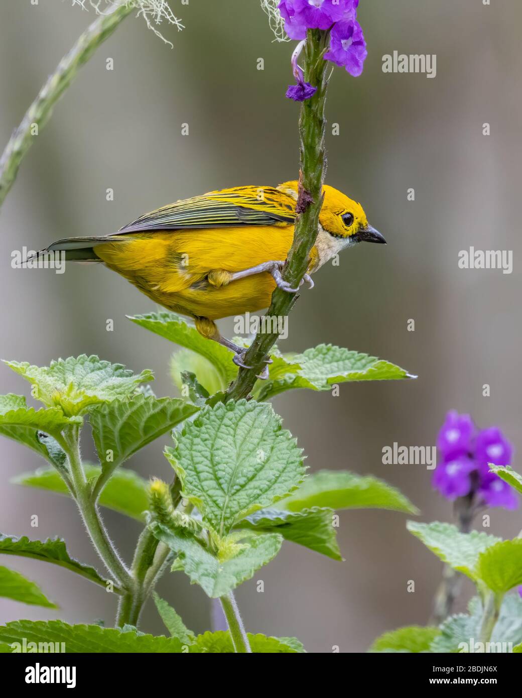 Un tanager de garganta plateada (Tangera icterocephala) encaramado en una rama del bosque nuboso de Costa Rica, cerca de Bosques del Tolomuco. Foto de stock