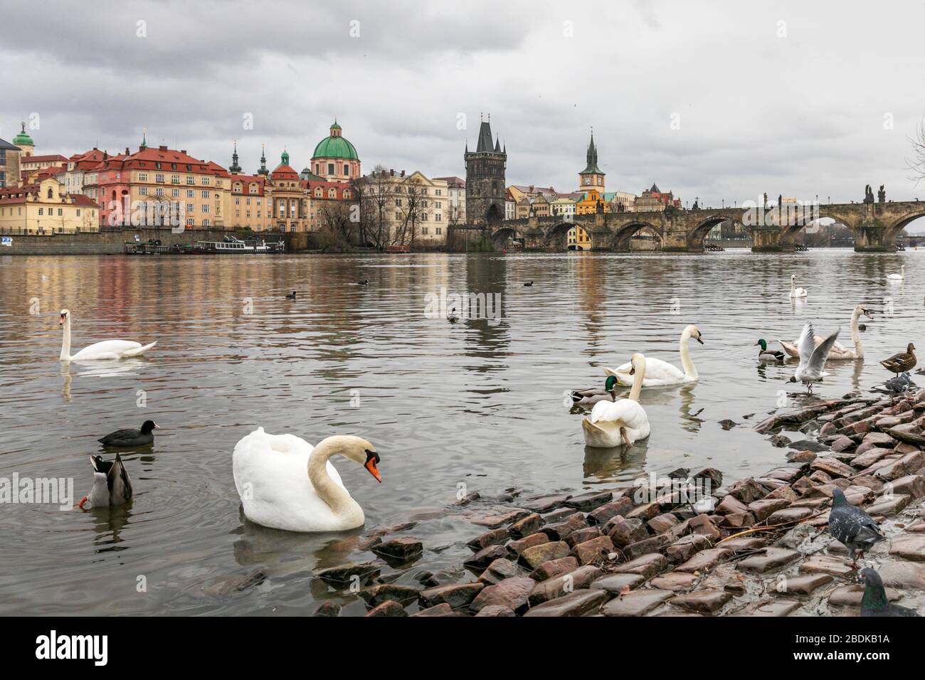 Aves silvestres, incluyendo cisnes y patos a orillas del río Vltava, cerca del Puente Charles en Praga, República Checa Foto de stock