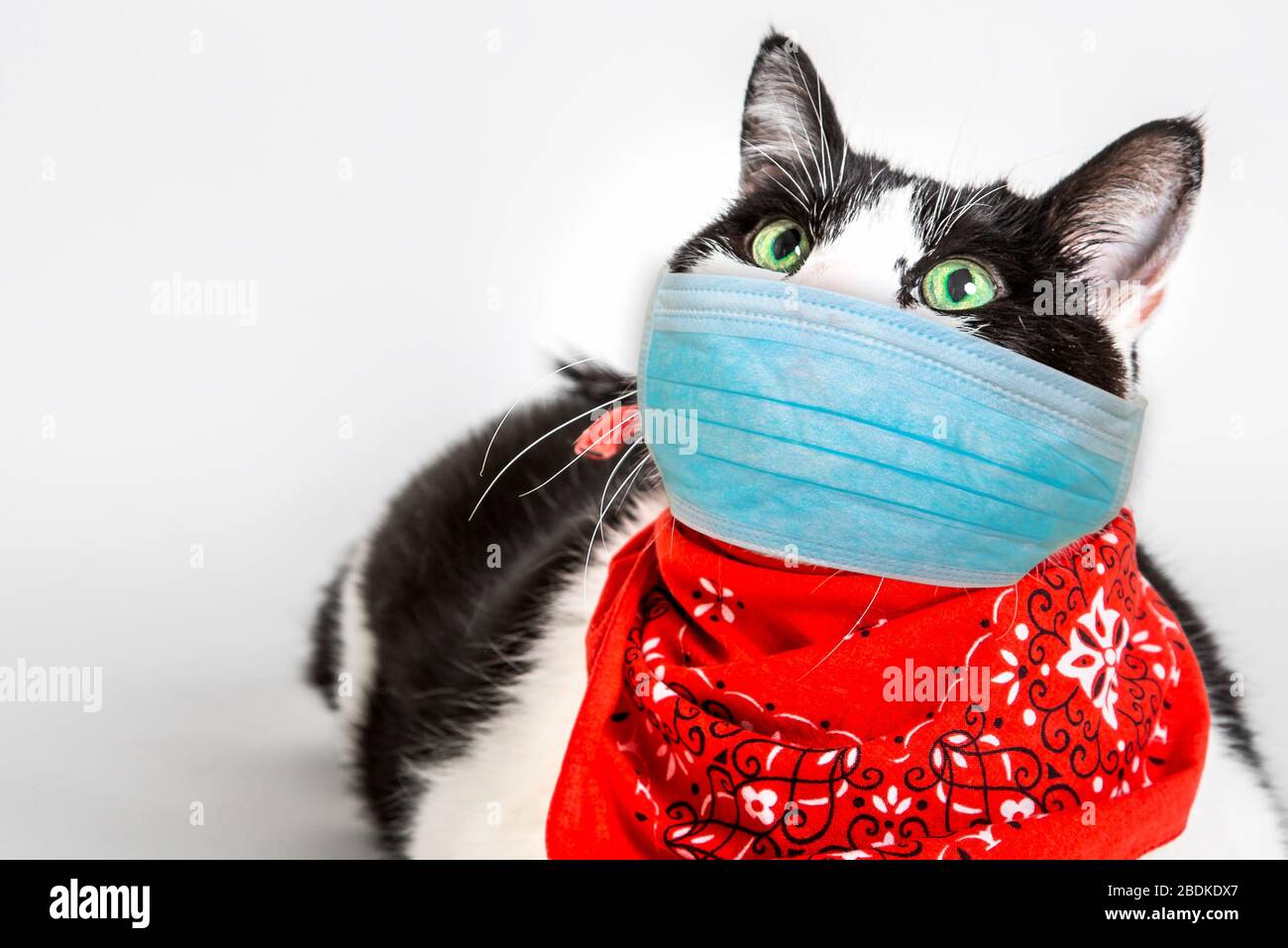 Gripe felina fotografías e imágenes de alta resolución - Alamy