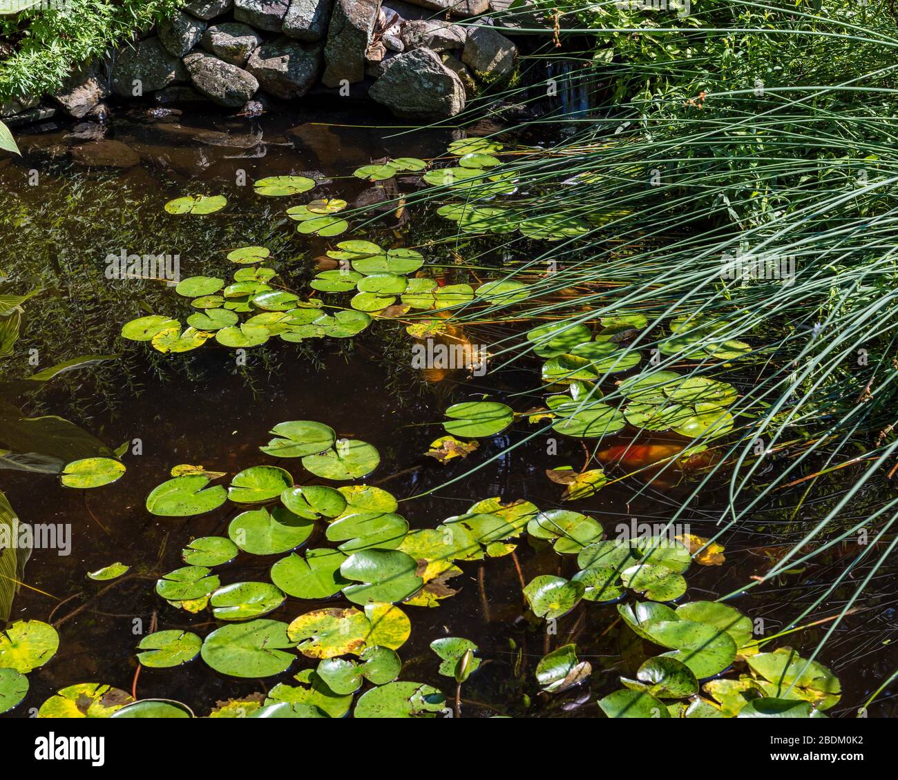 Koi estanque con nenúfares y hierba larga Bruce N Murray Fotografía (brucenmurray.com) Foto de stock