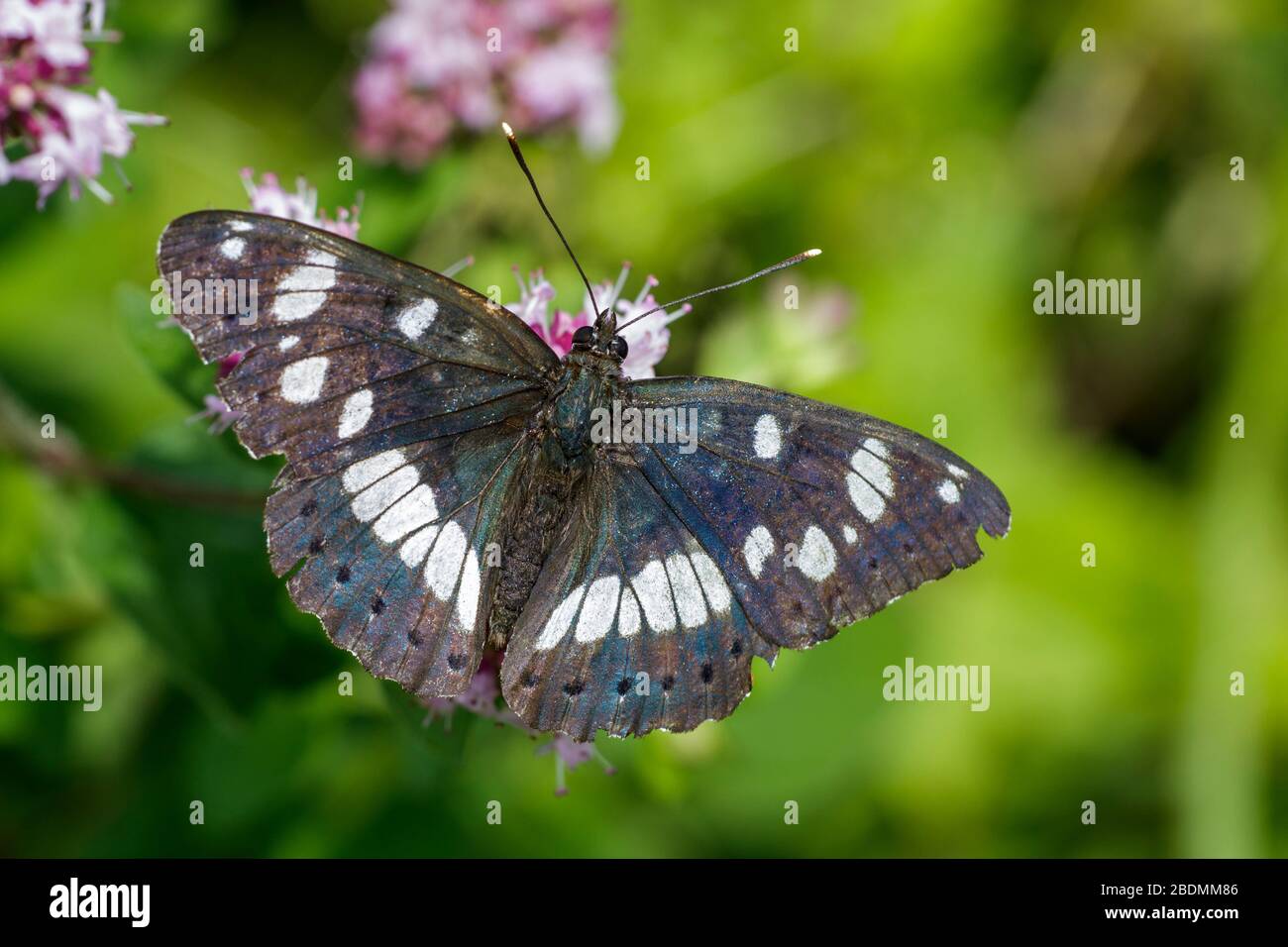 Blauschwarzer Eisvogel (Limenitis reducta) Foto de stock