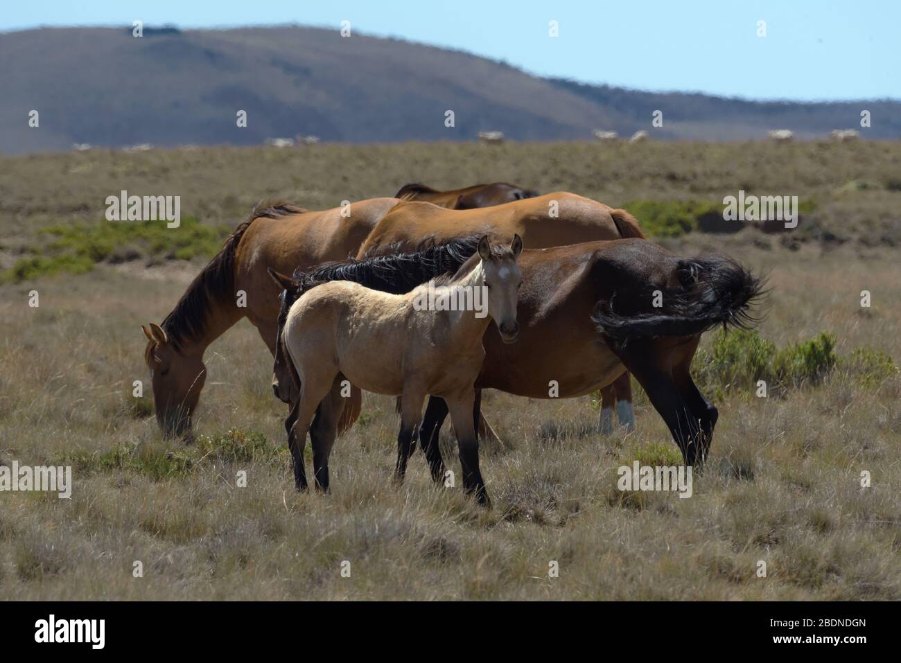 Paisajes con caballos en Patagonia, Argentina Foto de stock