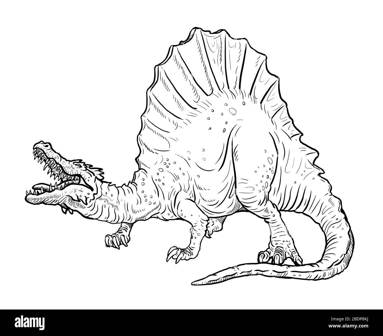 Dinosaurio carnívoro - Spinosaurus. Dibujo aislado Dino Fotografía de stock  - Alamy