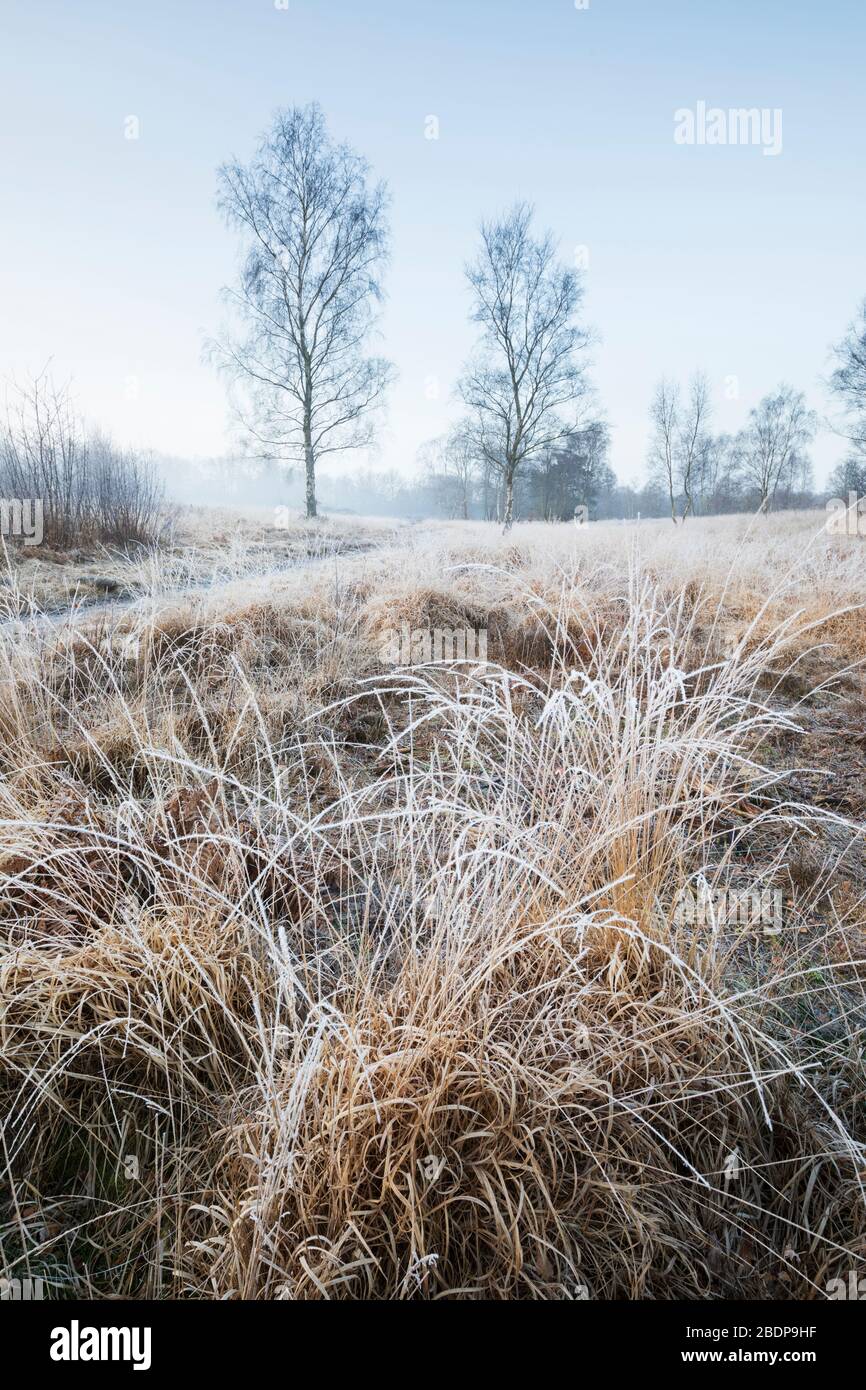 Frosty vista de la mañana de brezales con abedules de plata, Newtown Common, Burghclere, Hampshire, Inglaterra, Reino Unido Foto de stock