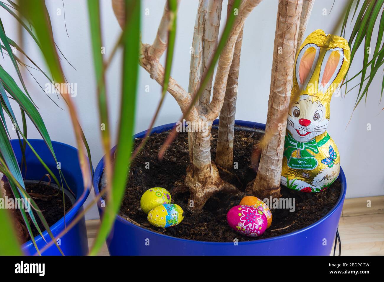 Ostereiersuche, Osterhase en Zeiten von Corona virus - la caza de huevos de Pascua, conejito de Pascua en tiempos de Corona virus, planta en maceta Foto de stock