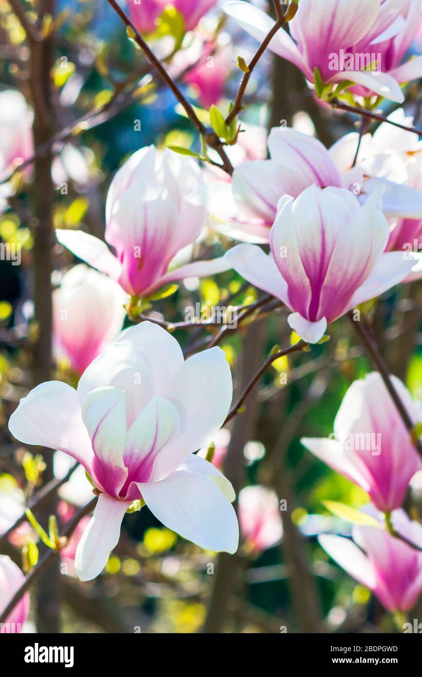 fondo rosa de flores de magnolia. hermoso paisaje natural con delicadas  flores en primavera Fotografía de stock - Alamy