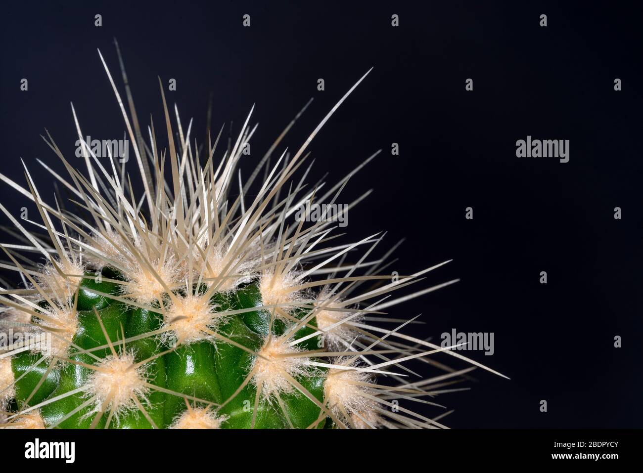 Cerca de un cactus muy espinoso, con agujas afiladas dañinas. Foto de stock