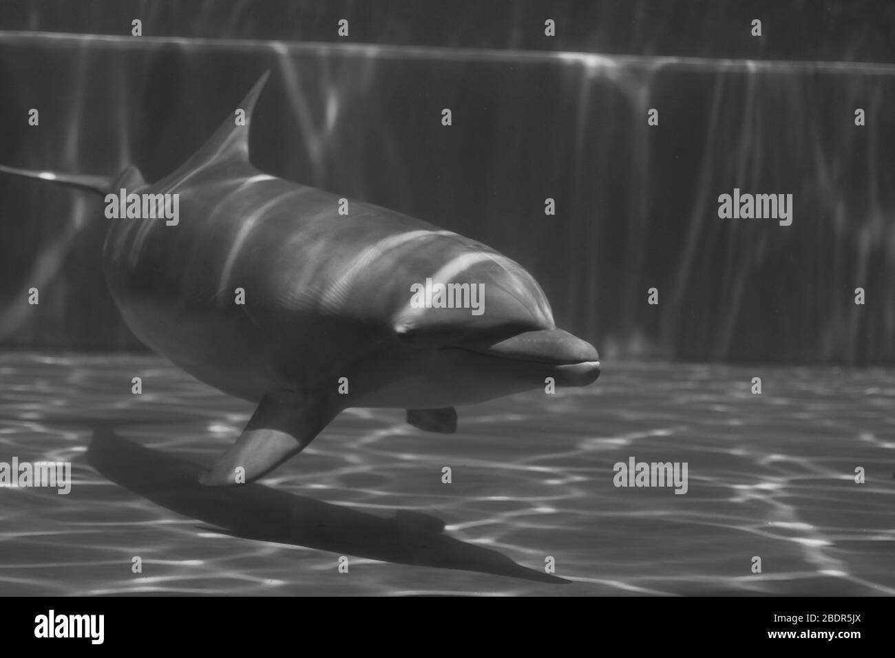 Delfines bajo el agua en el acuario de Génova Foto de stock