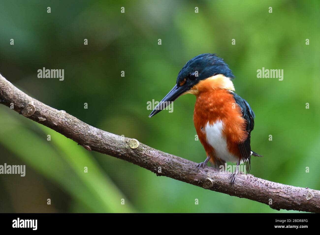 American Pygmy Kingfisher en un río de Costa Rica Foto de stock