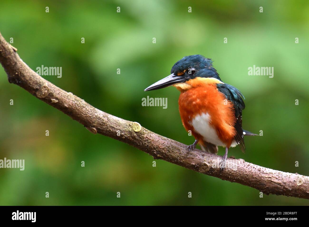 American Pygmy Kingfisher en un río de Costa Rica Foto de stock