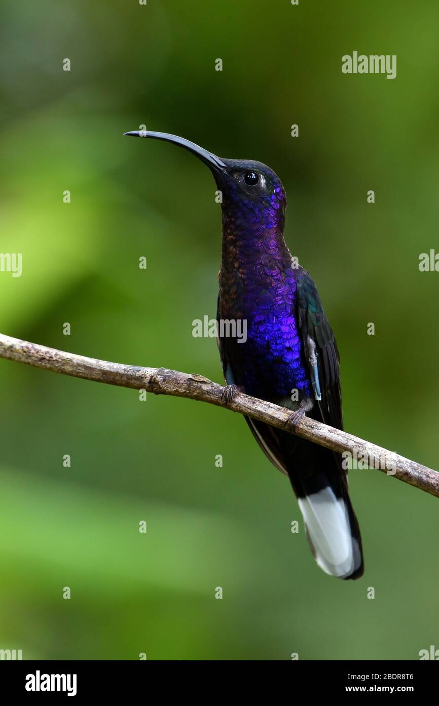 Violet Sabrewing en el bosque nuboso de Costa Rica Foto de stock