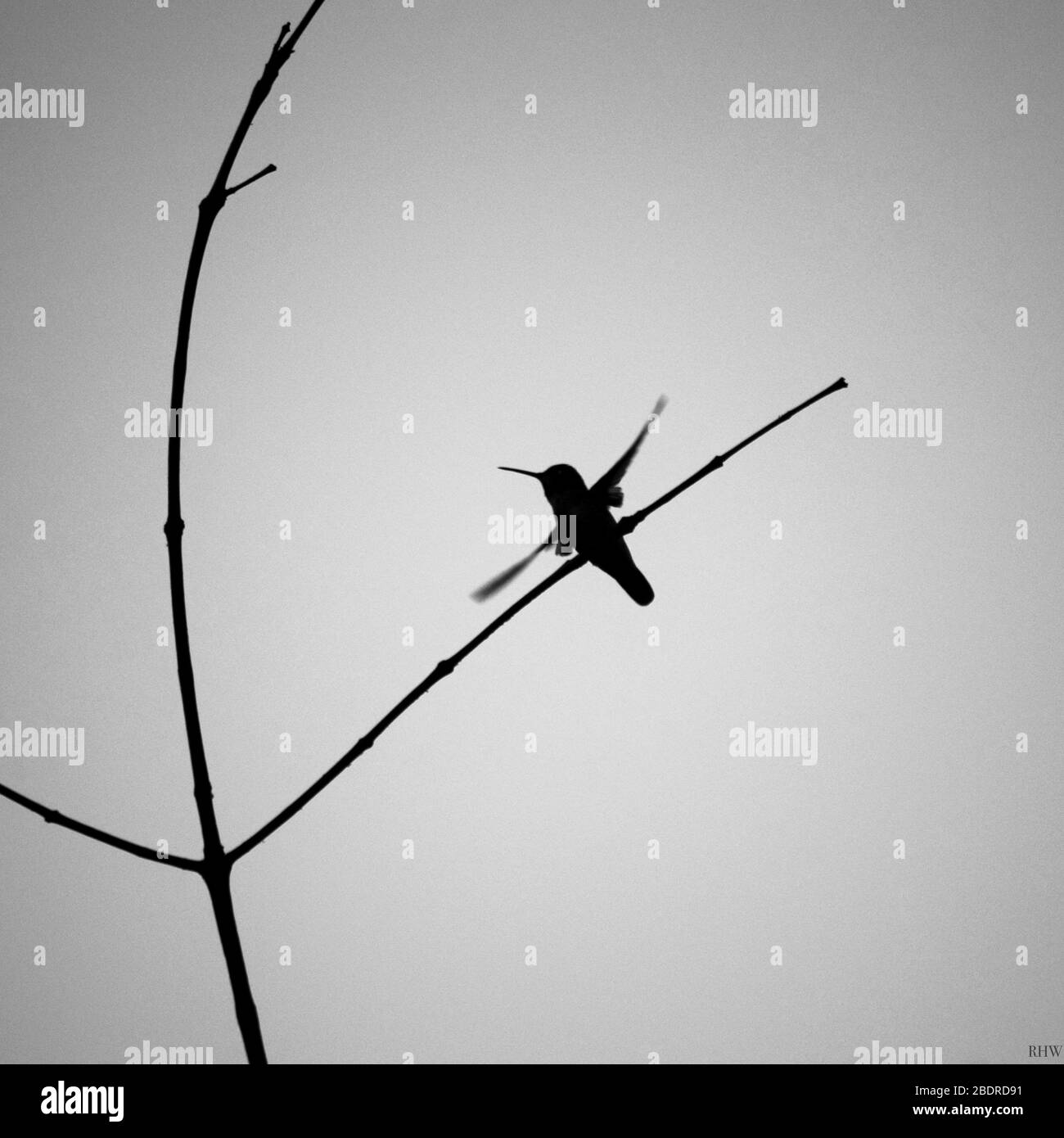 Foto en blanco y negro del colibrí volador en el salvaje Foto de stock