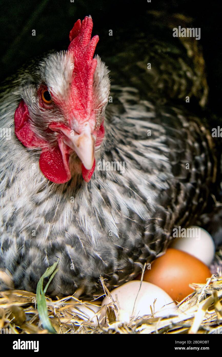 Me encanta la granja de Gorgie, la Pascua, UN HEN con sus huevos Foto de stock
