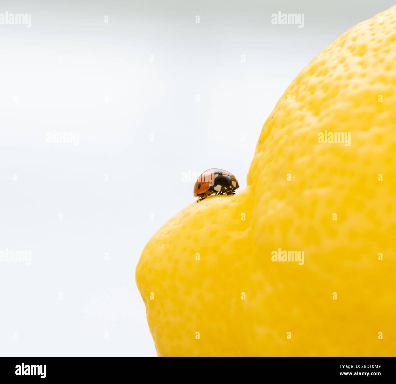 Un pequeño mariquita roja en un enorme limón amarillo Foto de stock