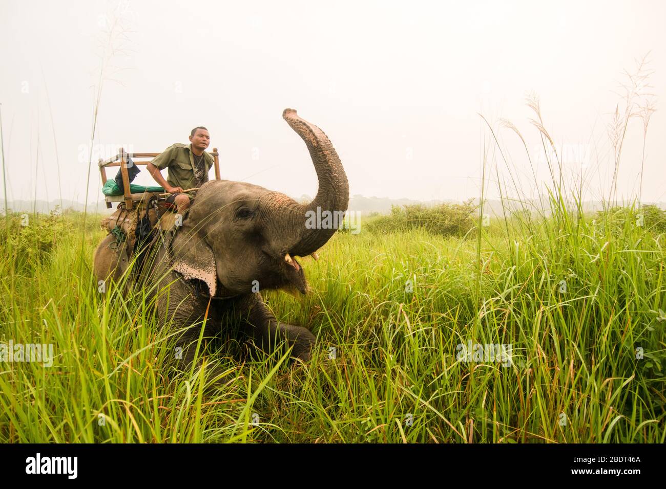 CHITWAN, Nepal - 10 de septiembre de 2015: un elefante hace su mahout crouch y saludar en en el Parque Nacional de Chitwan, Nepal. Safaris en elefante son las únicas Foto de stock