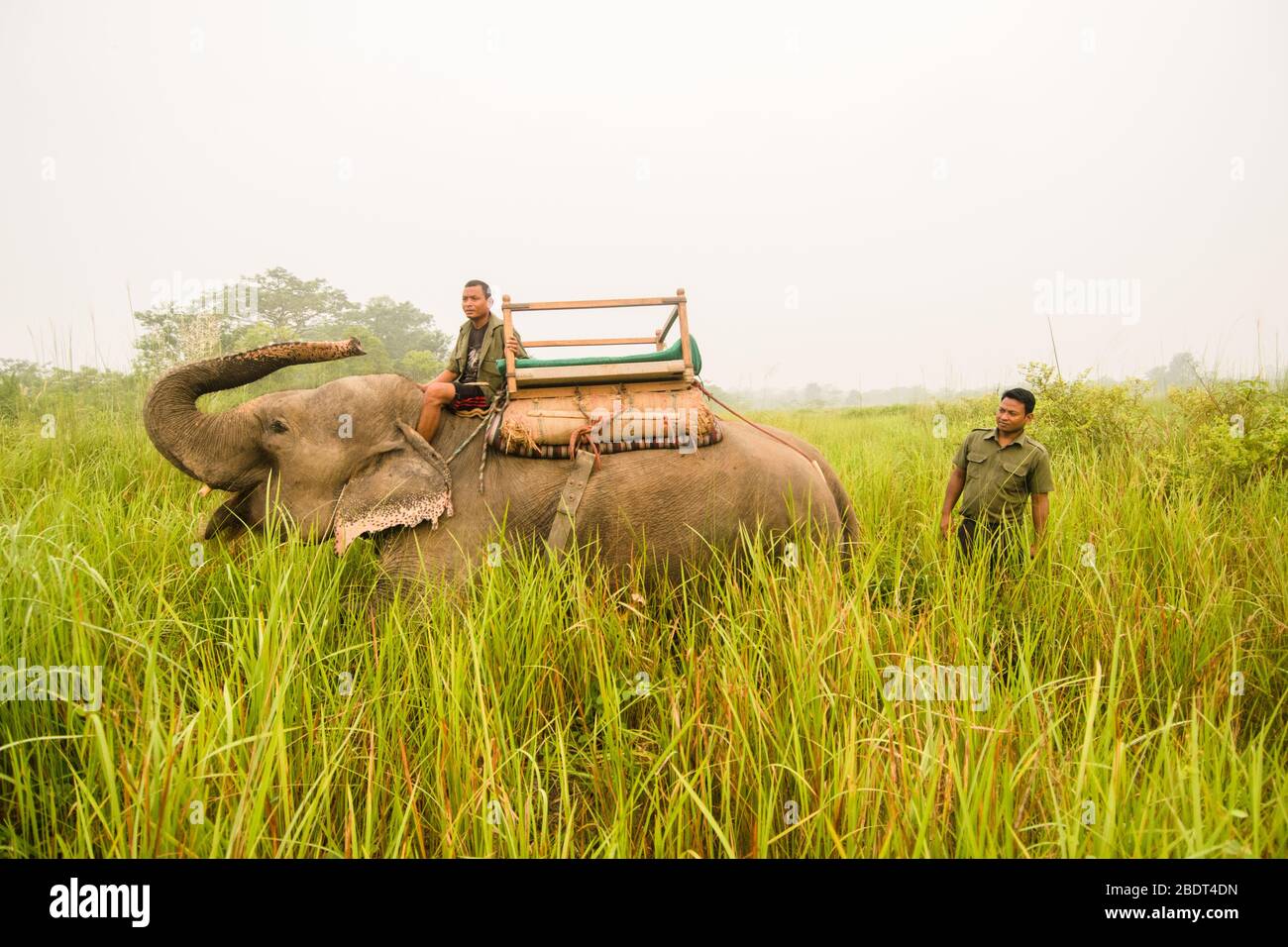 CHITWAN, Nepal - 10 de septiembre de 2015: un elefante hace su mahout crouch y saludar en en el Parque Nacional de Chitwan, Nepal. Safaris en elefante son las únicas Foto de stock