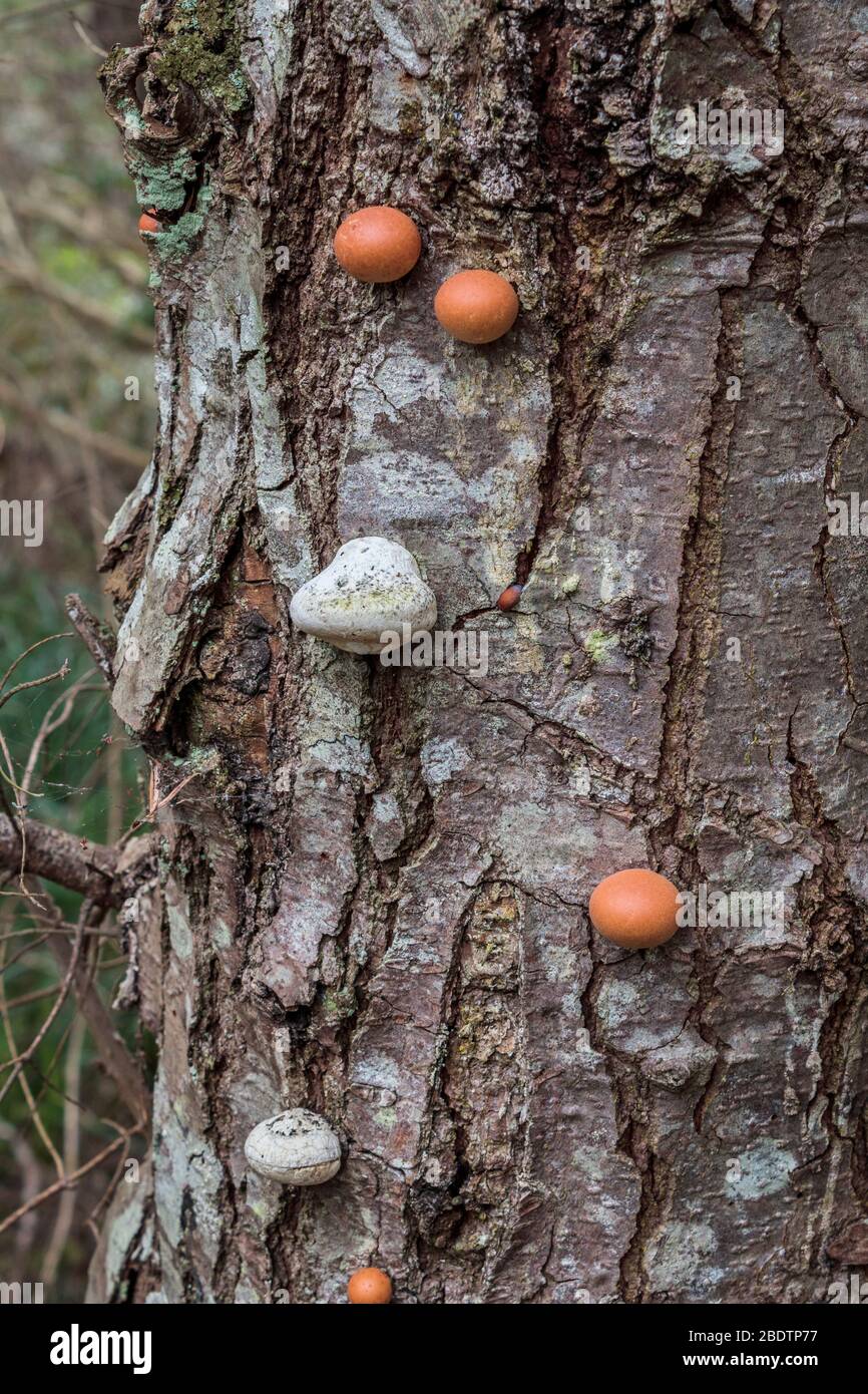 Pequeños y jóvenes poliporos (hongos de la abrazadera) crecen en un tronco de abeto muerto en primavera. Los poliporos ayudan en la ecología de los bosques naturales al descomponer la madera muerta. Foto de stock