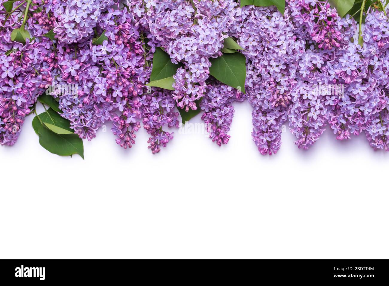Borde de flores lilas. Un ramo de flores de color púrpura está aislado sobre fondo blanco. Vista desde arriba, concepto de plano. Foto de stock