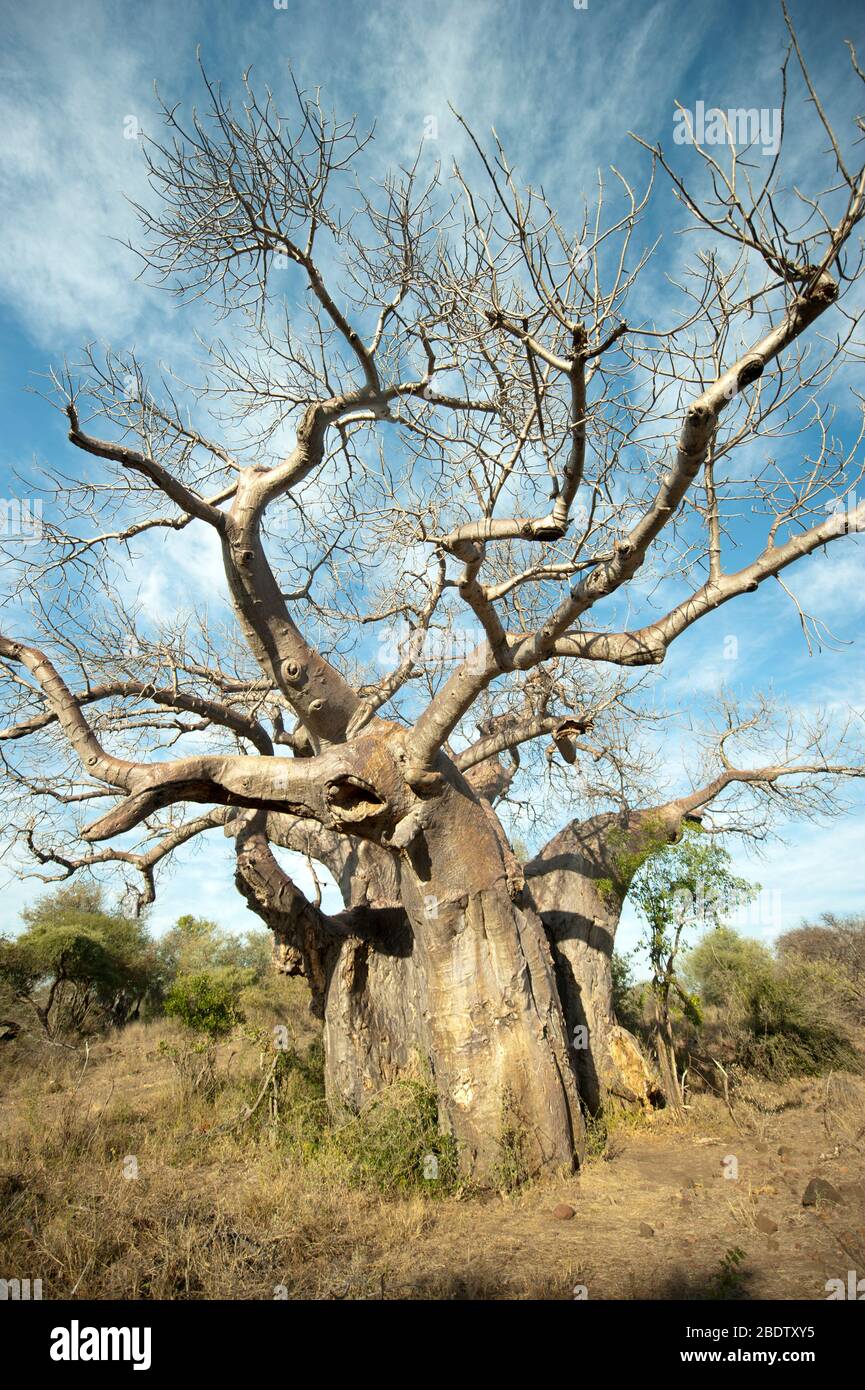 Árbol Baobob Africano, Adansonia digitata, Parque Nacional Kruger, provincia de Mpumalanga, Sudáfrica, África Foto de stock