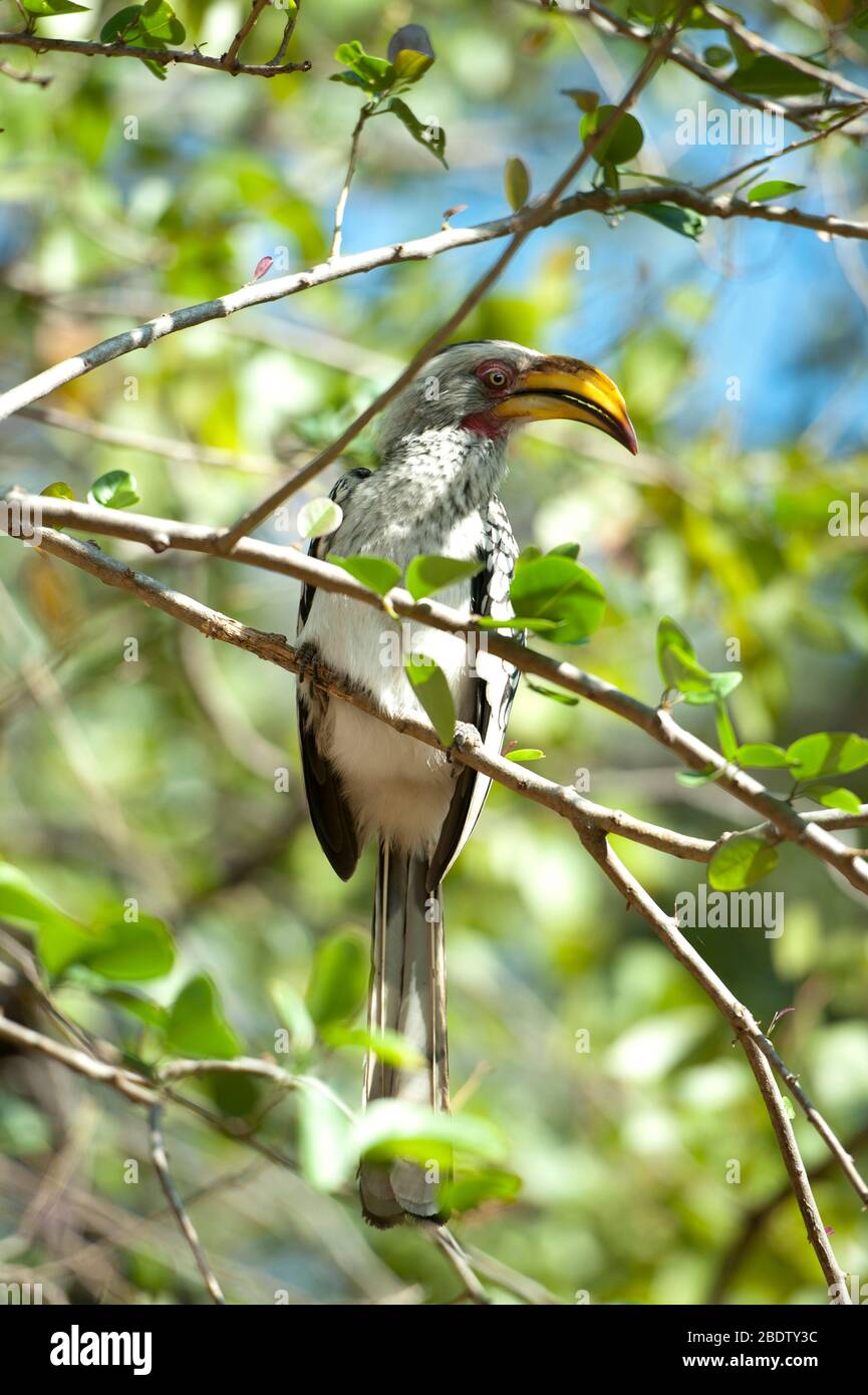 Yellowbilled Hornbill, Tockus flavirostris, en rama del árbol, Parque Nacional Kruger, provincia de Mpumalanga, Sudáfrica, África Foto de stock