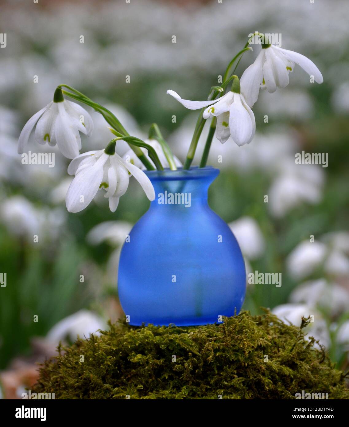 gotas de nieve en un jarrón situado entre un grupo de gotas de nieve al aire libre florecientes. Foto de stock