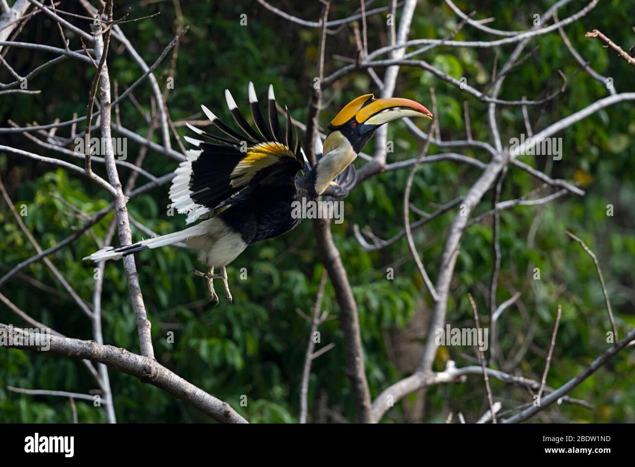 Hombre adulto Gran Hornbill (Buceros bicornis) en vuelo Foto de stock