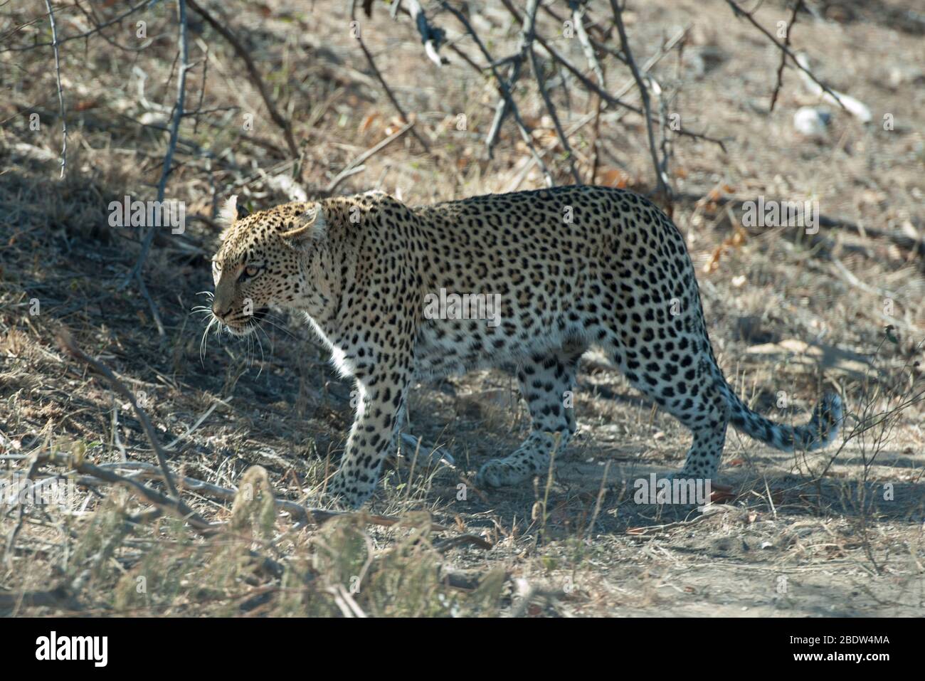 Leopardo, Panthera pardus, Vulnerable, Caminándose, Parque Nacional Kruger, Provincia de Mpumalanga, Sudáfrica, África Foto de stock