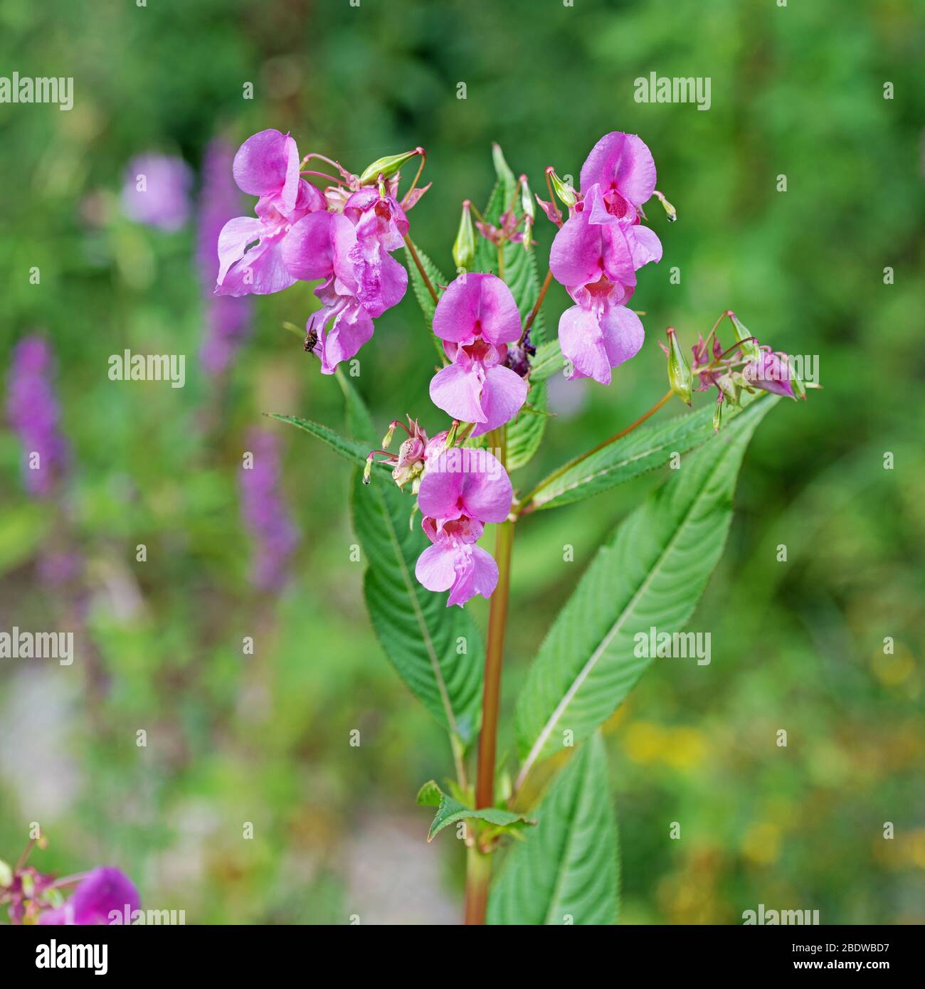 Balsam glandular florido, Impatiens glandulifera Foto de stock