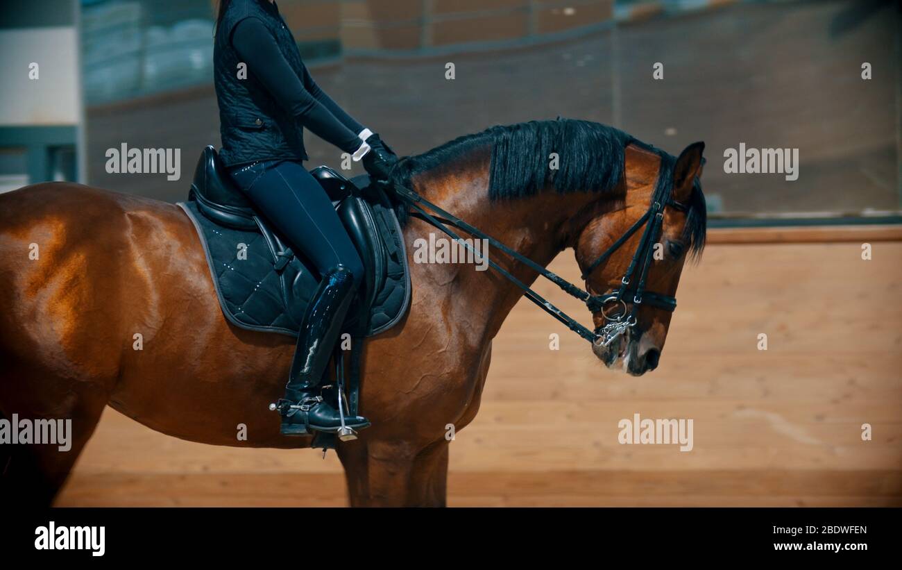 Una mujer con ropa negra montando un caballo marrón en el hipódromo en el  interior. Disparo medio Fotografía de stock - Alamy