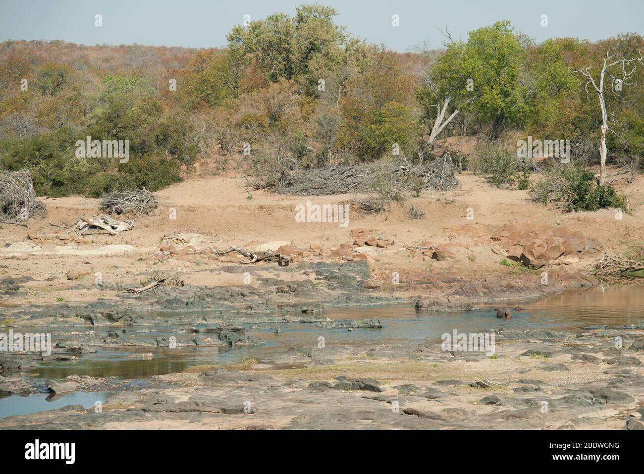 Hipopotami, Hippopotamus amphibius, Vulnerable, a orillas del río, Parque Nacional Kruger, Provincia de Mpumalanga, Sudáfrica, África Foto de stock